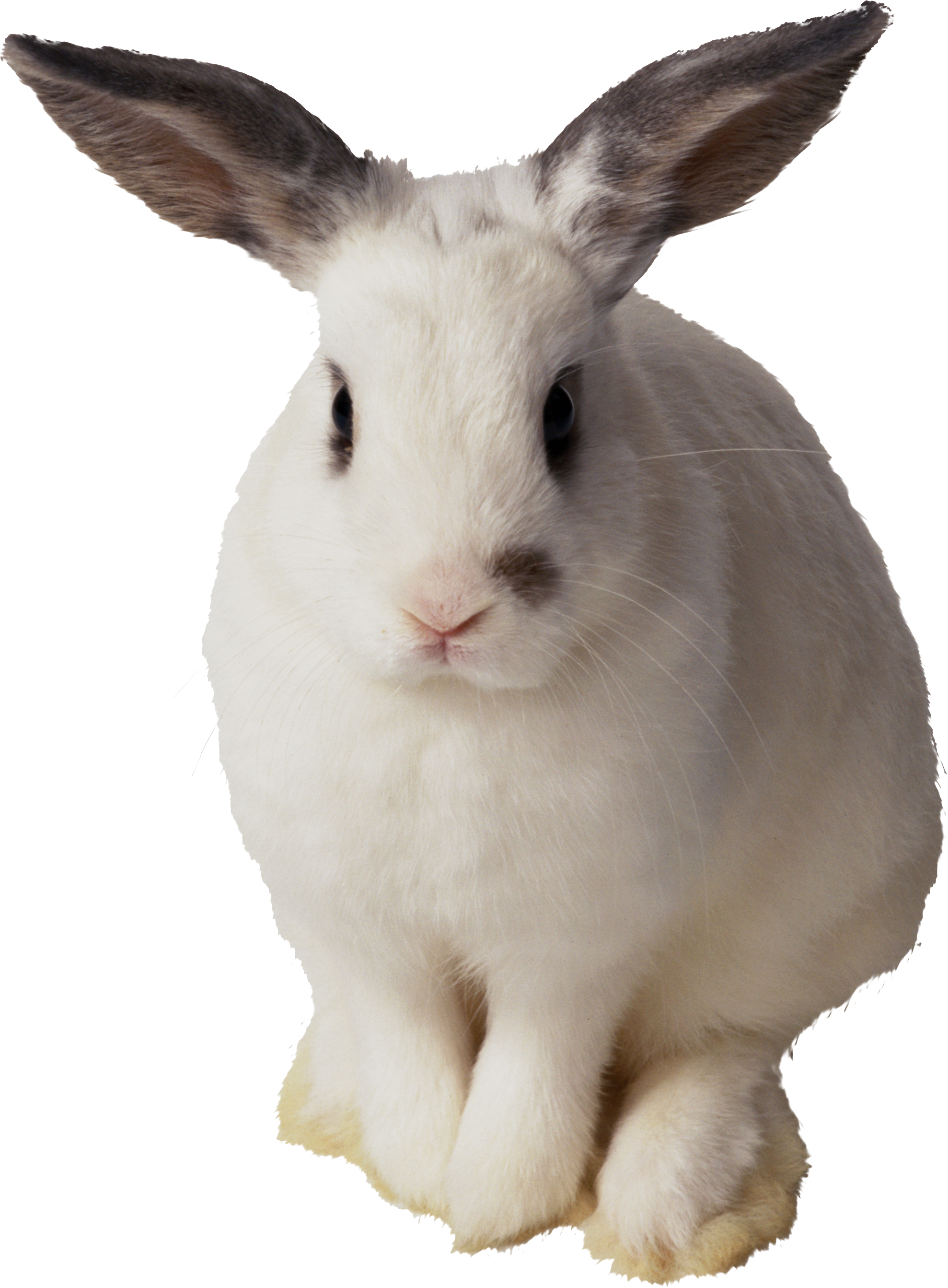 White Brown Eared Rabbit PNG Image