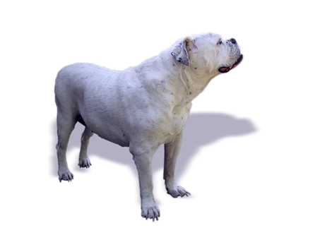 White Bulldog Profile Black Background PNG Image