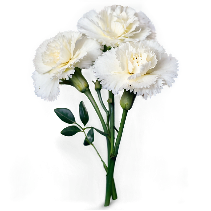 White Carnation Cluster Png 06112024 PNG Image