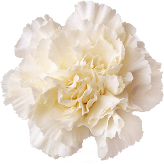 White Carnation Flower Isolated PNG Image