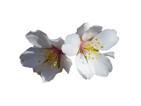 White Cherry Blossoms Black Background PNG Image