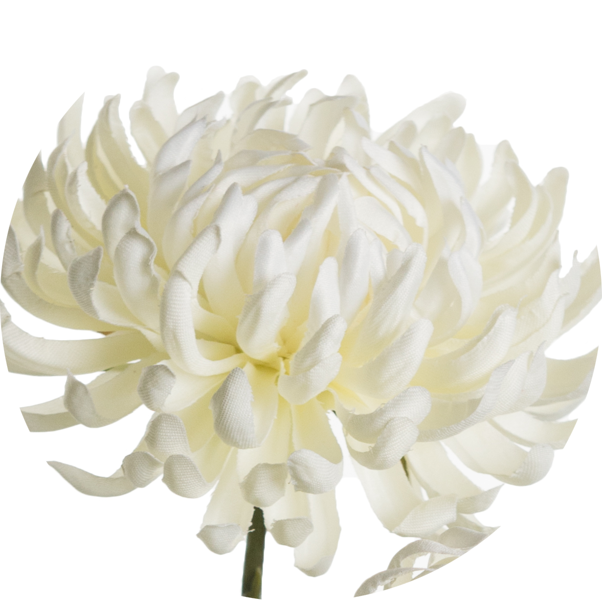 White Chrysanthemum Flower Closeup PNG Image