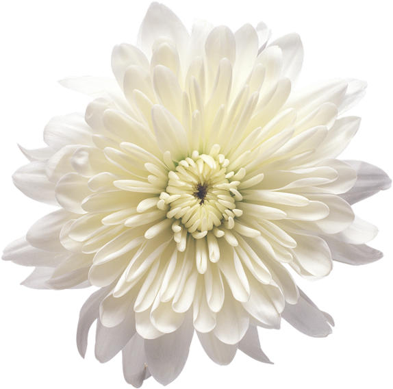 White Chrysanthemum Flower Isolated PNG Image