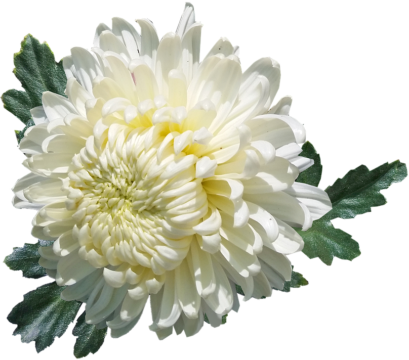 White Chrysanthemum Flower Isolated PNG Image