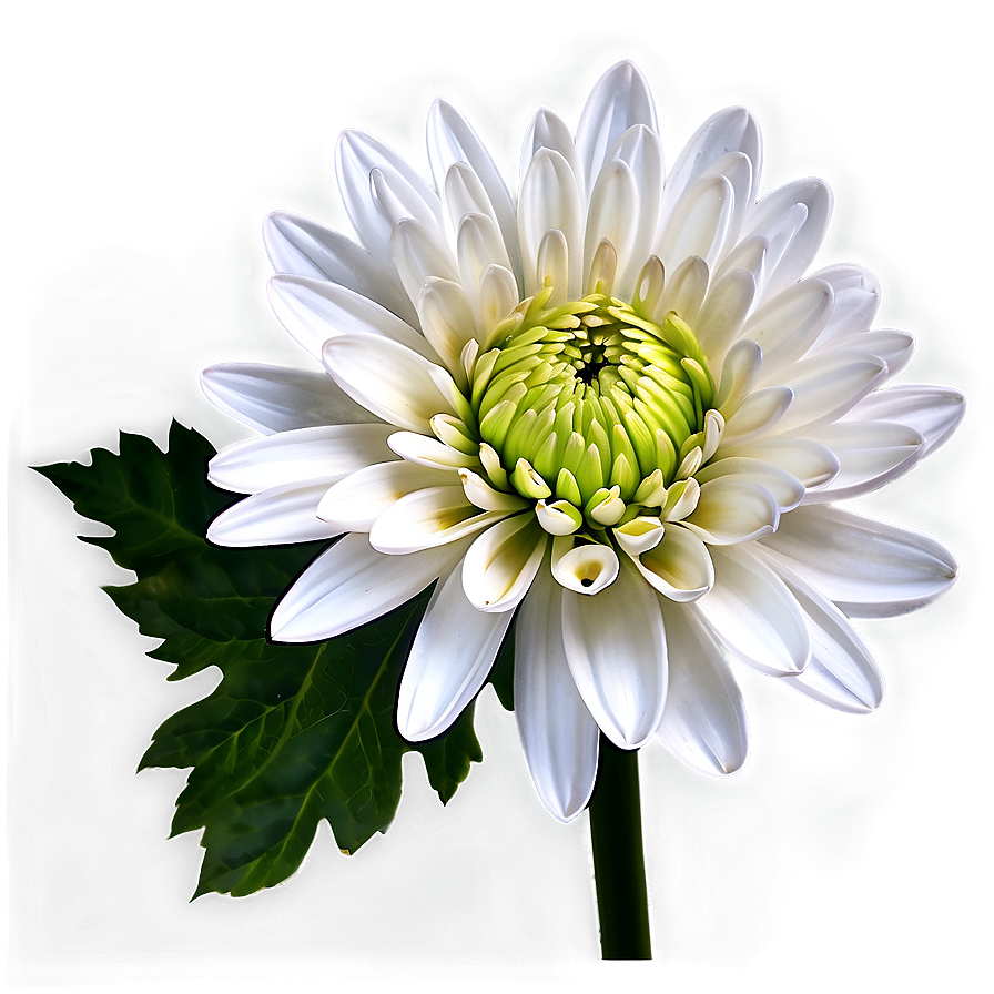 White Chrysanthemum Flower Png Wmw PNG Image