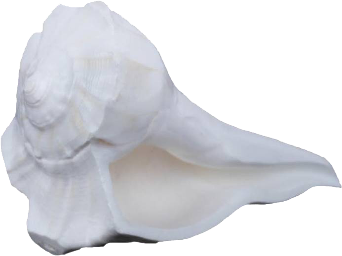 White Conch Shell Isolated Background PNG Image