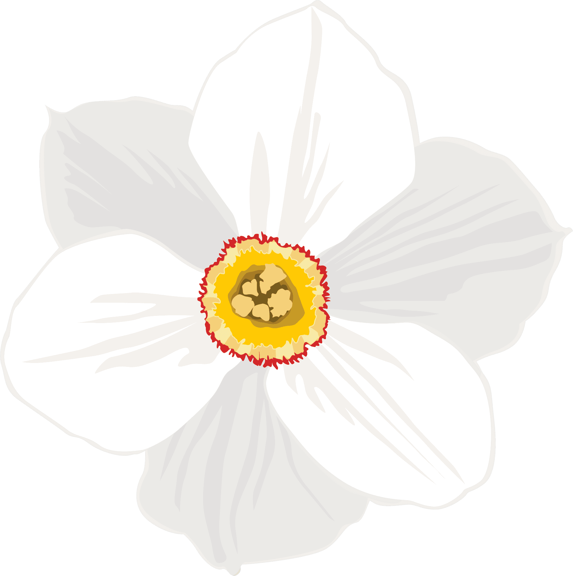 White Daffodil Illustration PNG Image