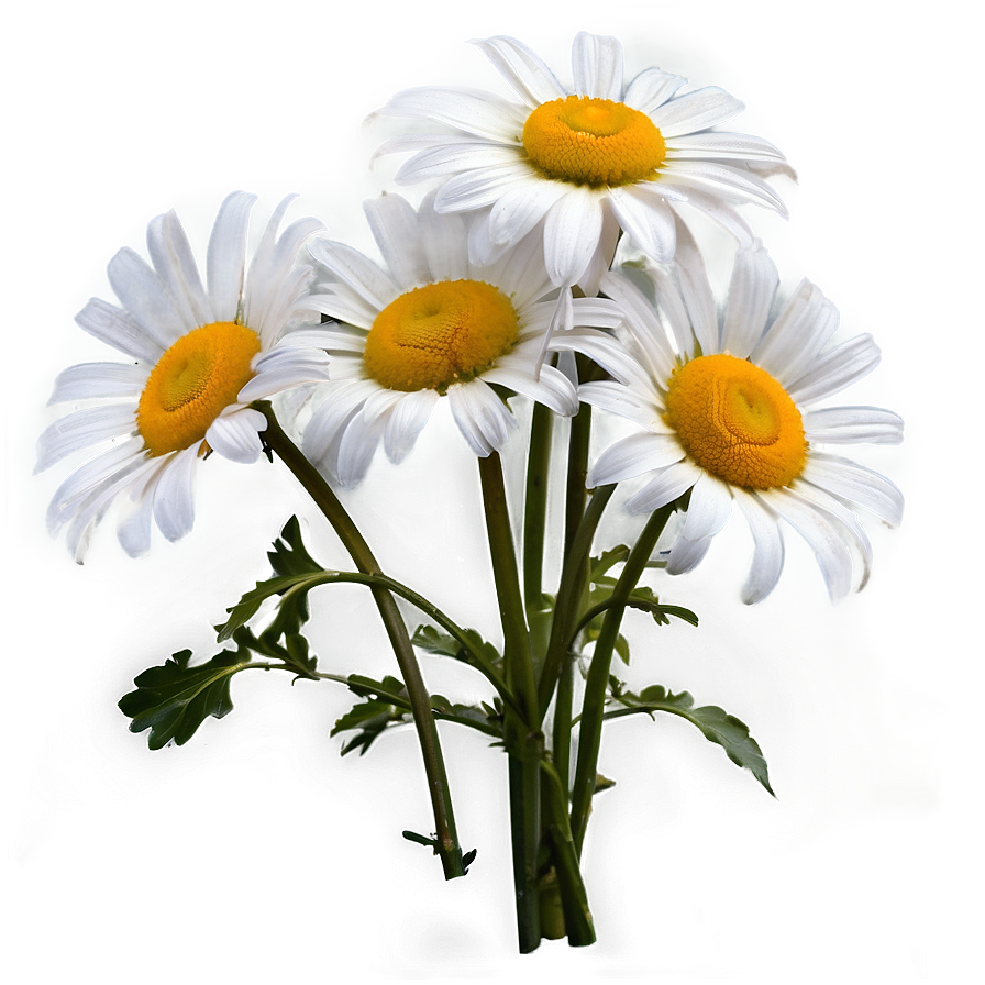 White Daisies Flowers Png Gjr PNG Image