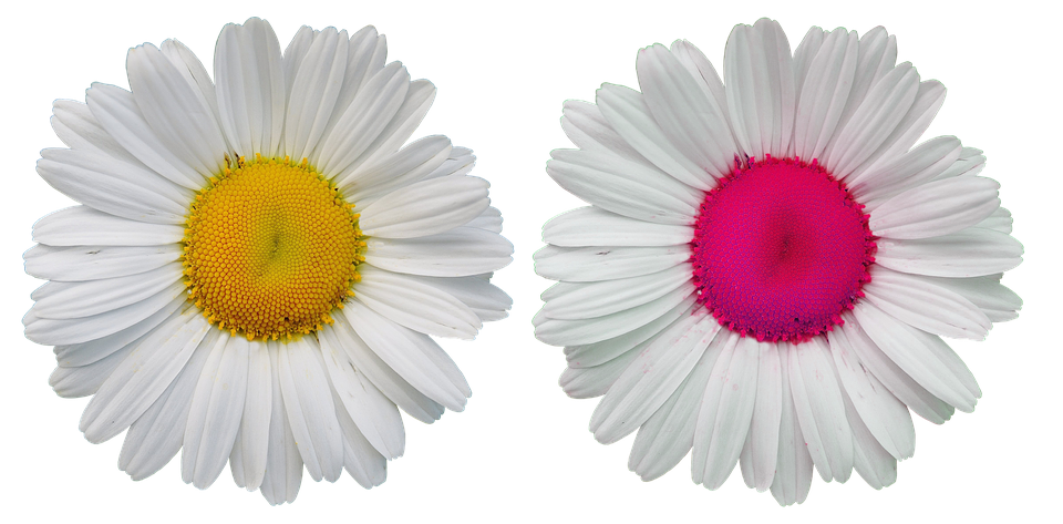 White Daisies Yellow Pink Centers PNG Image