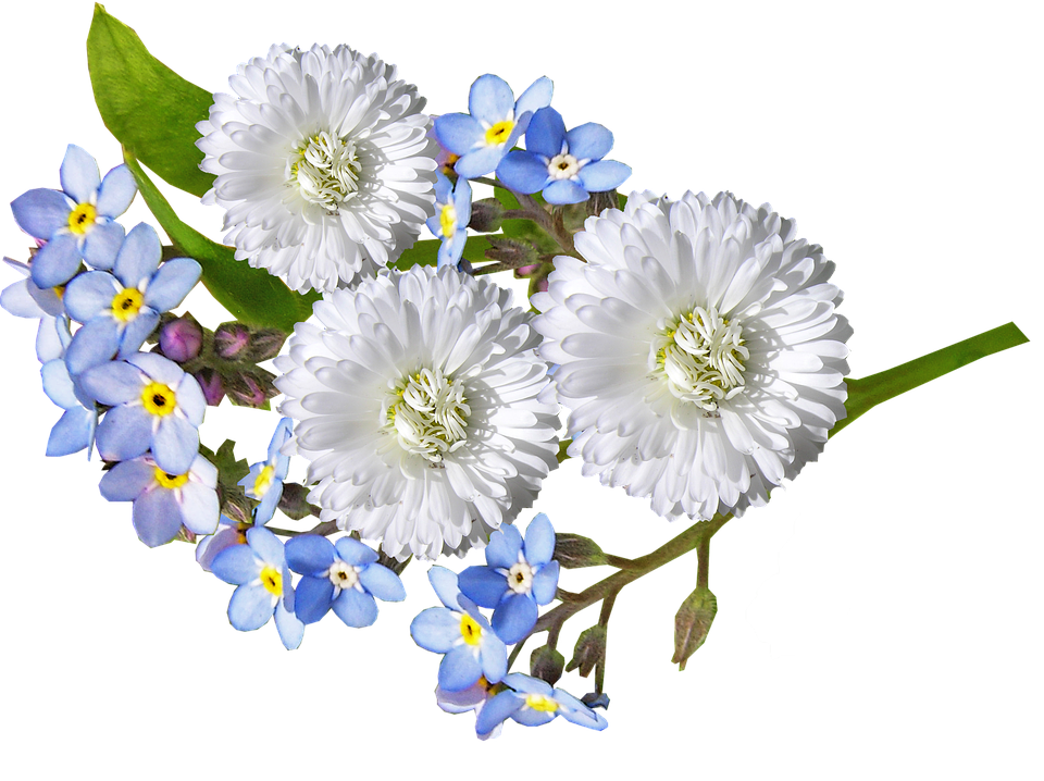 White Daisiesand Forget Me Nots PNG Image