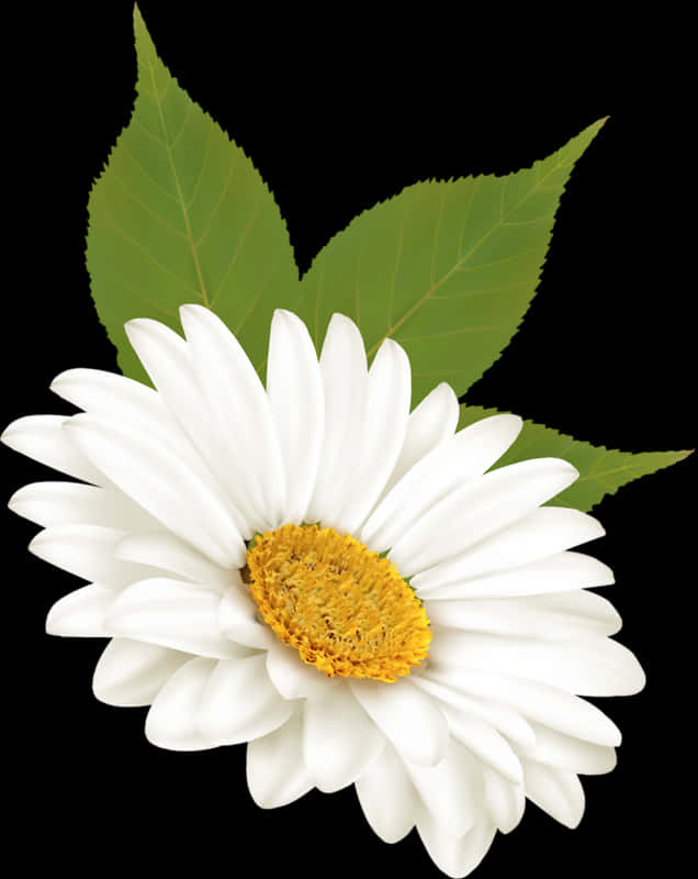 White Daisy Black Background PNG Image