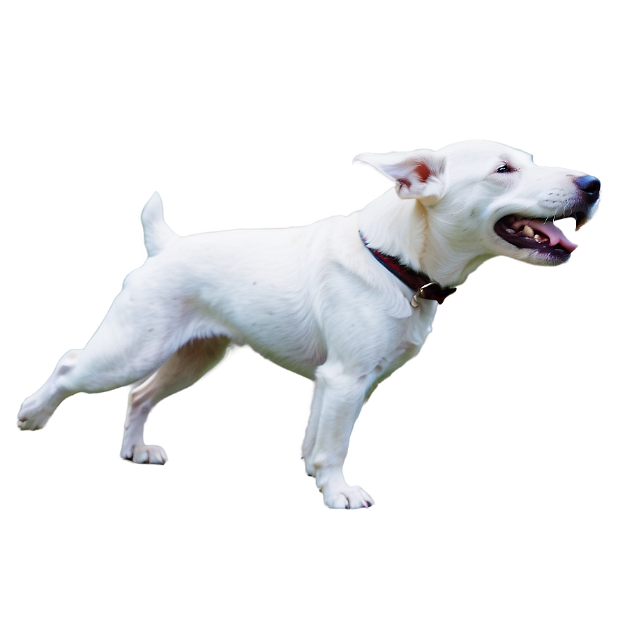 White Dog B PNG Image