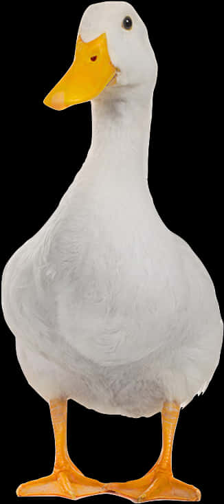 White Domestic Duck Portrait PNG Image