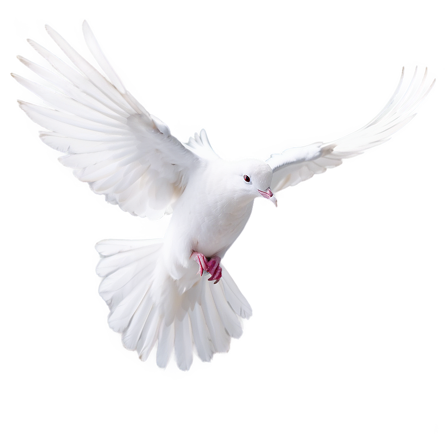 White Dove Peace Png 22 PNG Image