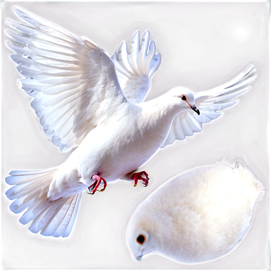 White Dove Png 05042024 PNG Image