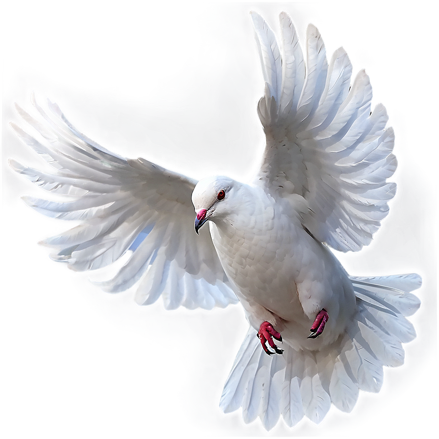 White Dove Png 58 PNG Image