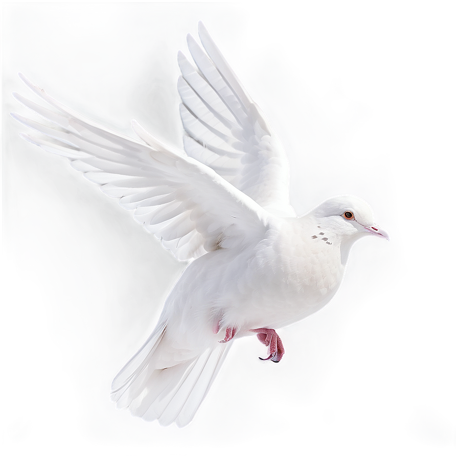 White Dove Png Sin PNG Image