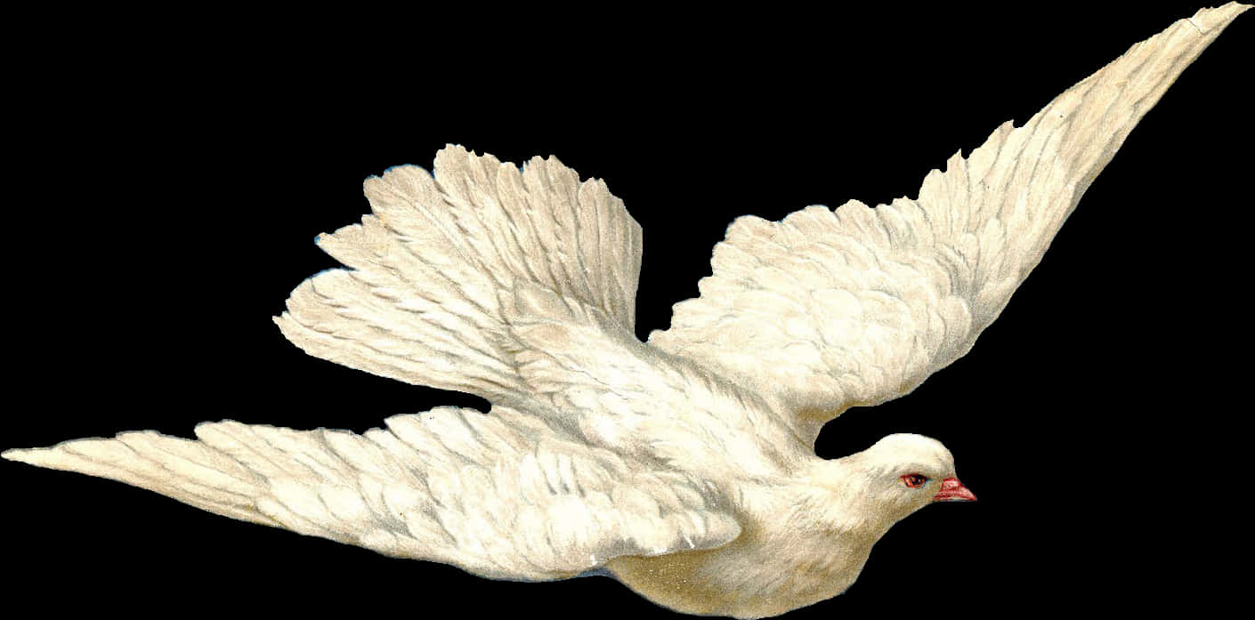 White Dovein Flight PNG Image