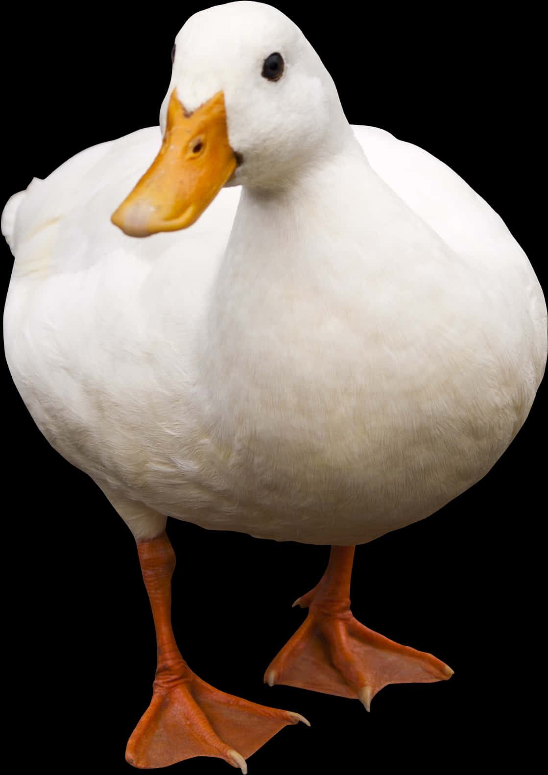 White Duck Black Background PNG Image