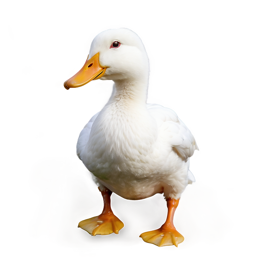 White Duck Png 73 PNG Image