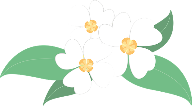 White Floral Vector Illustration PNG Image