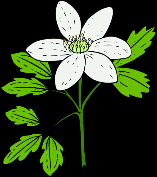 White Flower Green Leaves Vector Illustration PNG Image