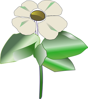 White Flower Vector Illustration PNG Image