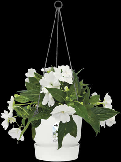 White Flowering Hanging Plantin White Pot PNG Image