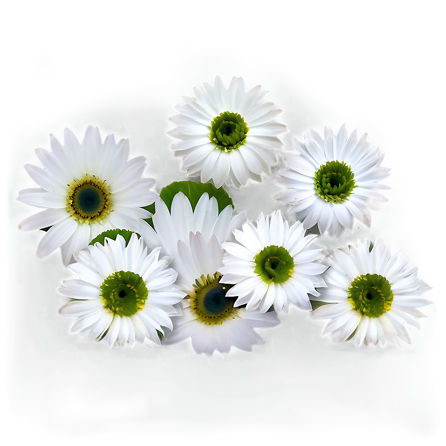 White Flowers Petals Png Mwm PNG Image