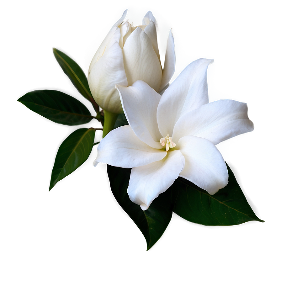 White Gardenia Flower Png Jjb21 PNG Image