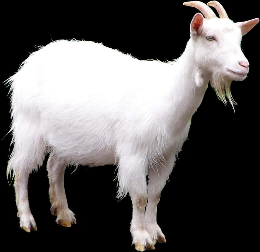 White Goat Black Background PNG Image