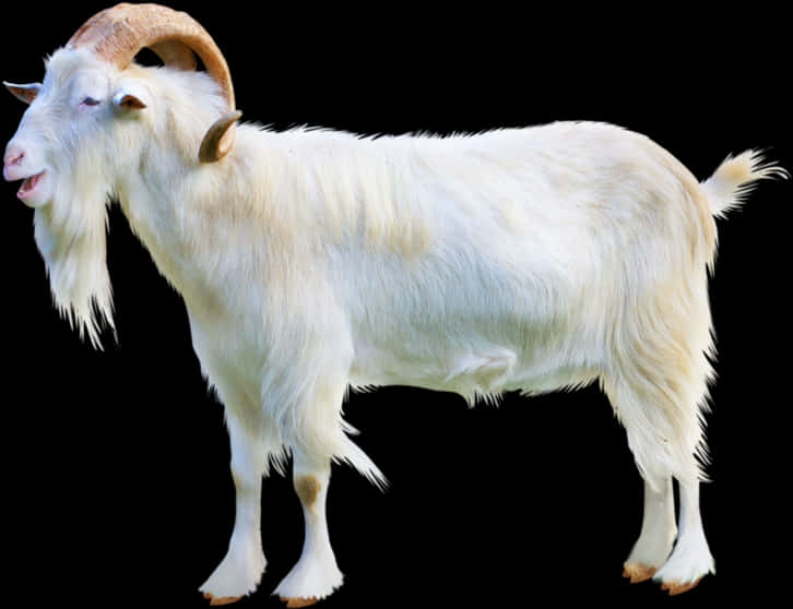 White Goat Profile Image PNG Image