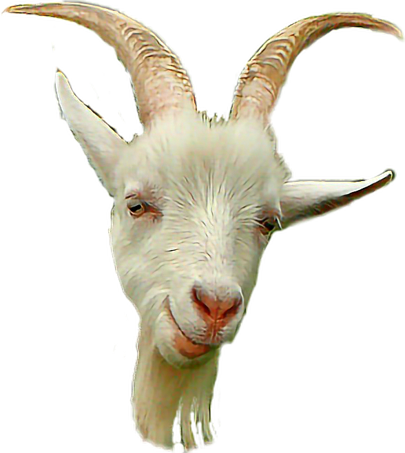 White Goatwith Curved Horns PNG Image