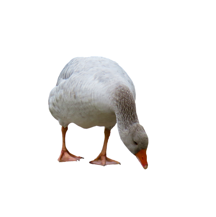 White Goose Isolated Background PNG Image