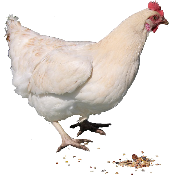 White Hen Standing Transparent Background.png PNG Image