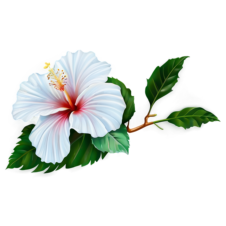 White Hibiscus Png 47 PNG Image