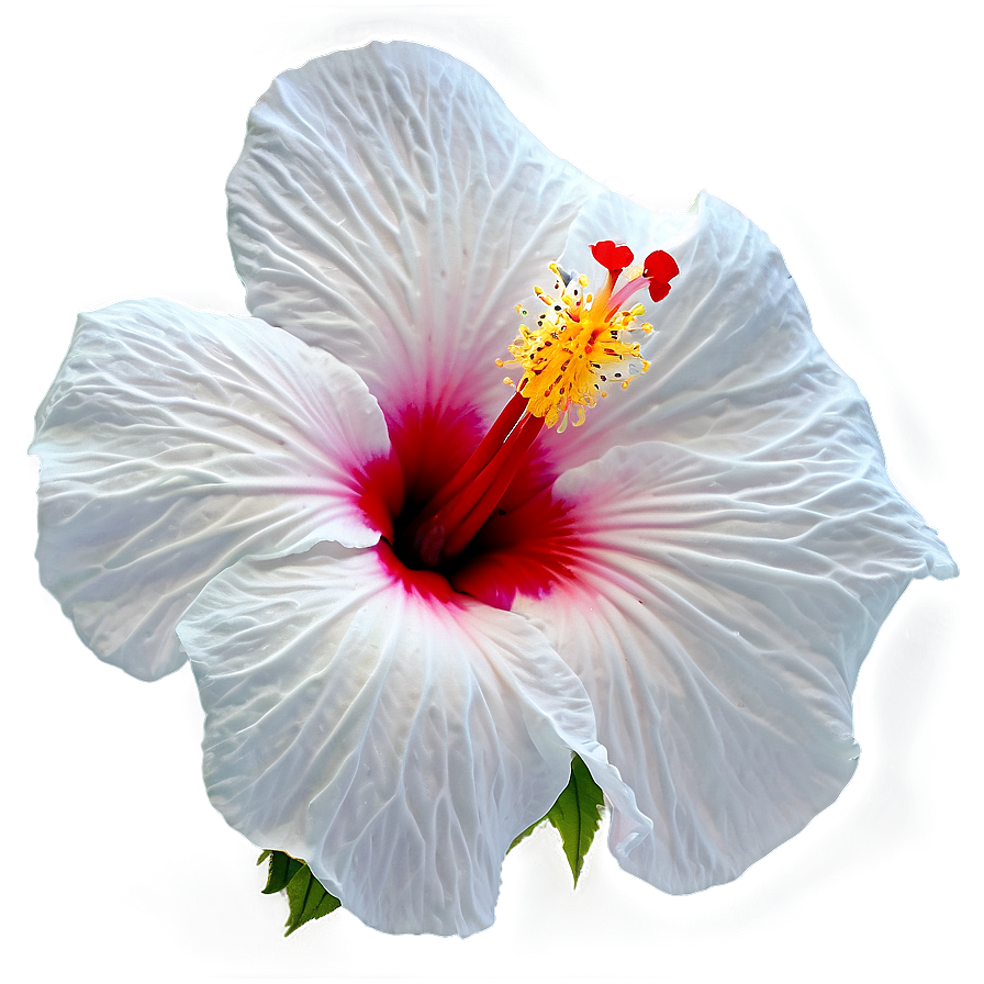 White Hibiscus Png 54 PNG Image