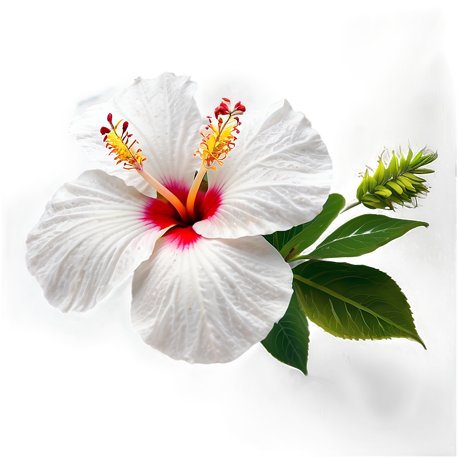 White Hibiscus Png 9 PNG Image