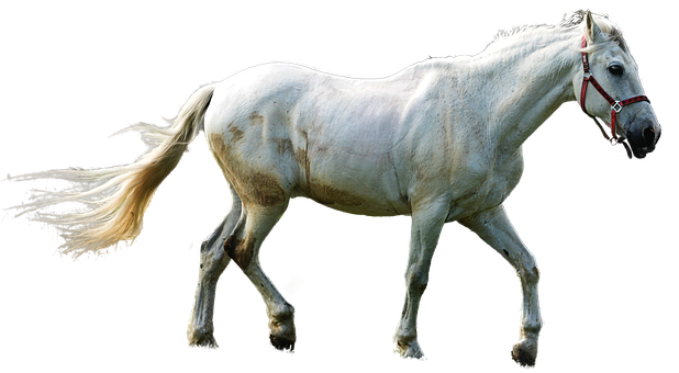 White Horse Black Background PNG Image