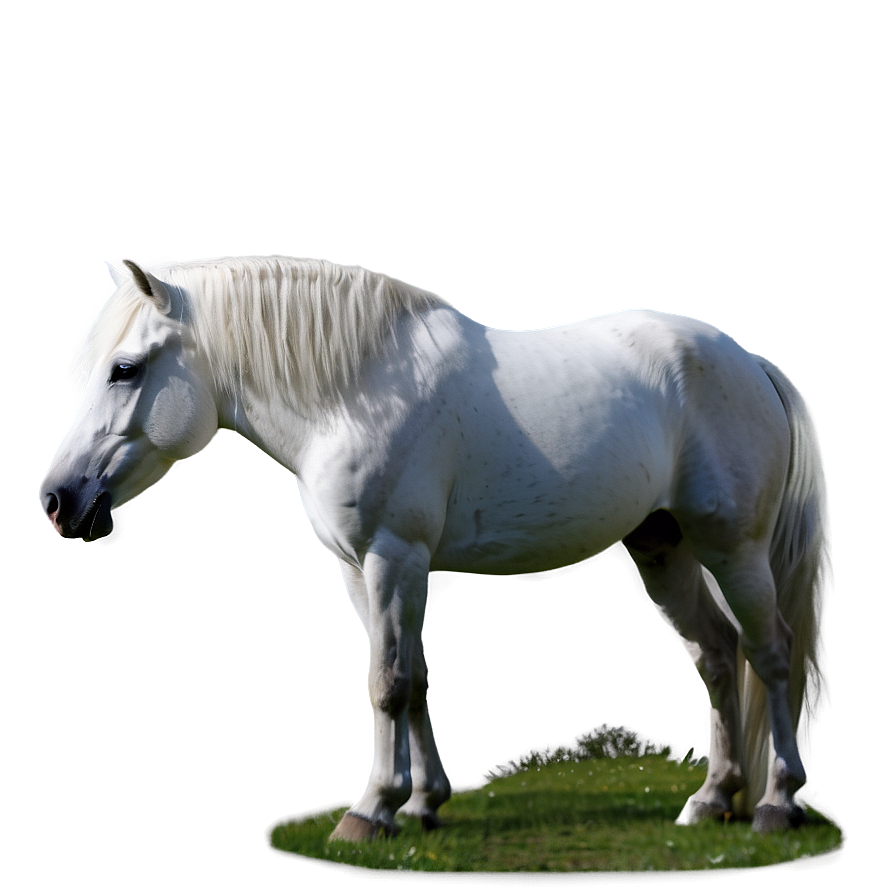 White Horse Png Phe PNG Image