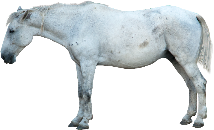 White Horse Profile Isolated PNG Image