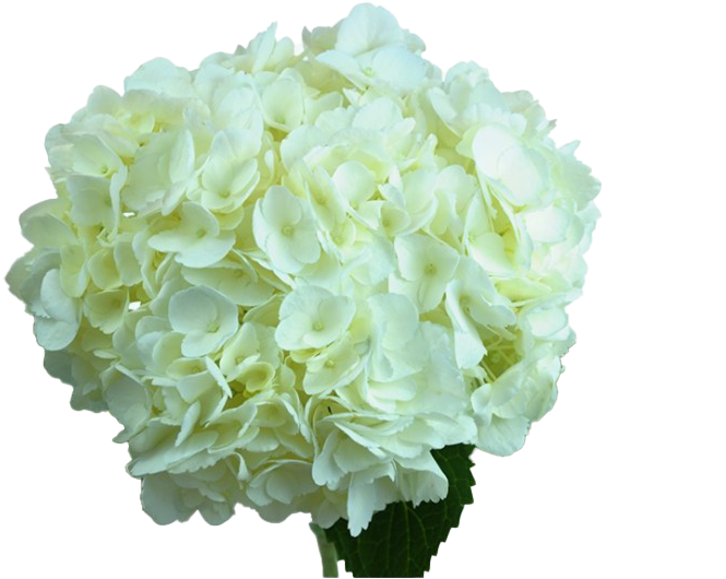 White Hydrangea Bloom PNG Image