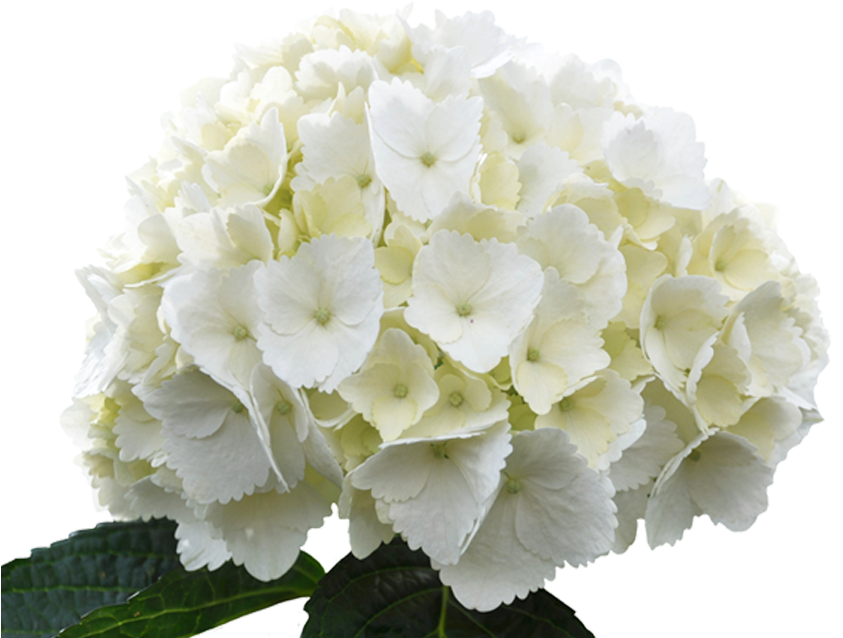 White Hydrangea Bloom PNG Image