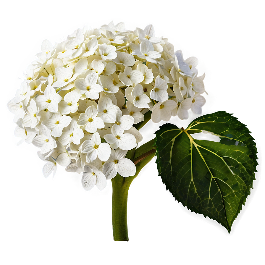 White Hydrangea Png 05242024 PNG Image