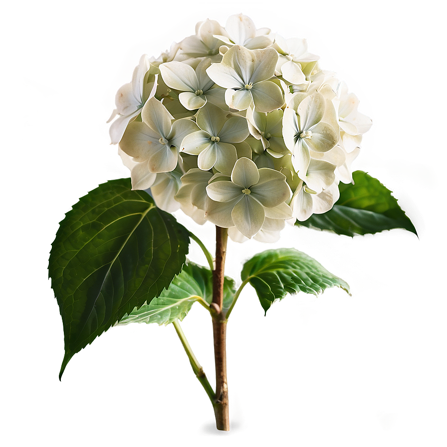 White Hydrangea Png 39 PNG Image