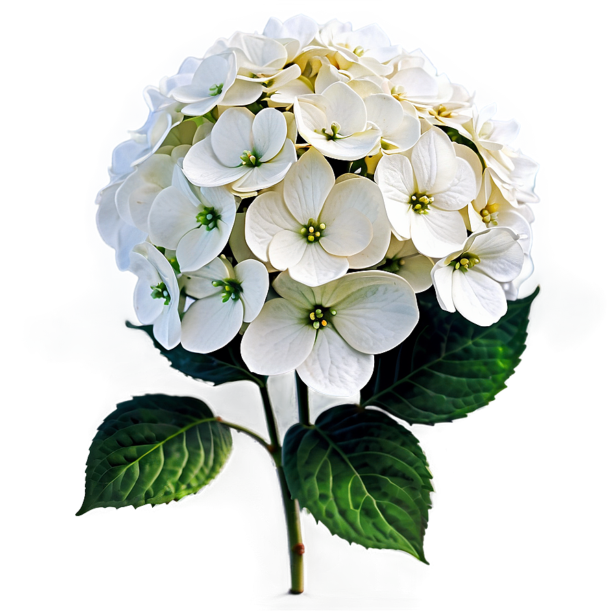 White Hydrangea Png 73 PNG Image