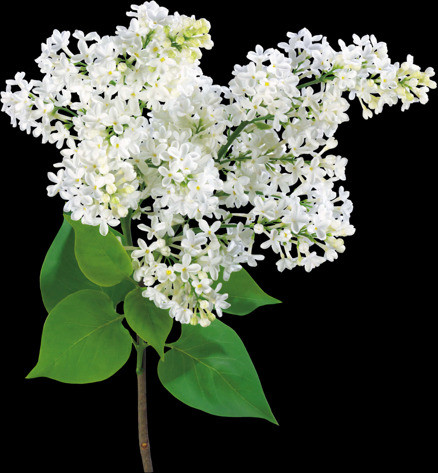 White Lilac Blossoms Black Background PNG Image