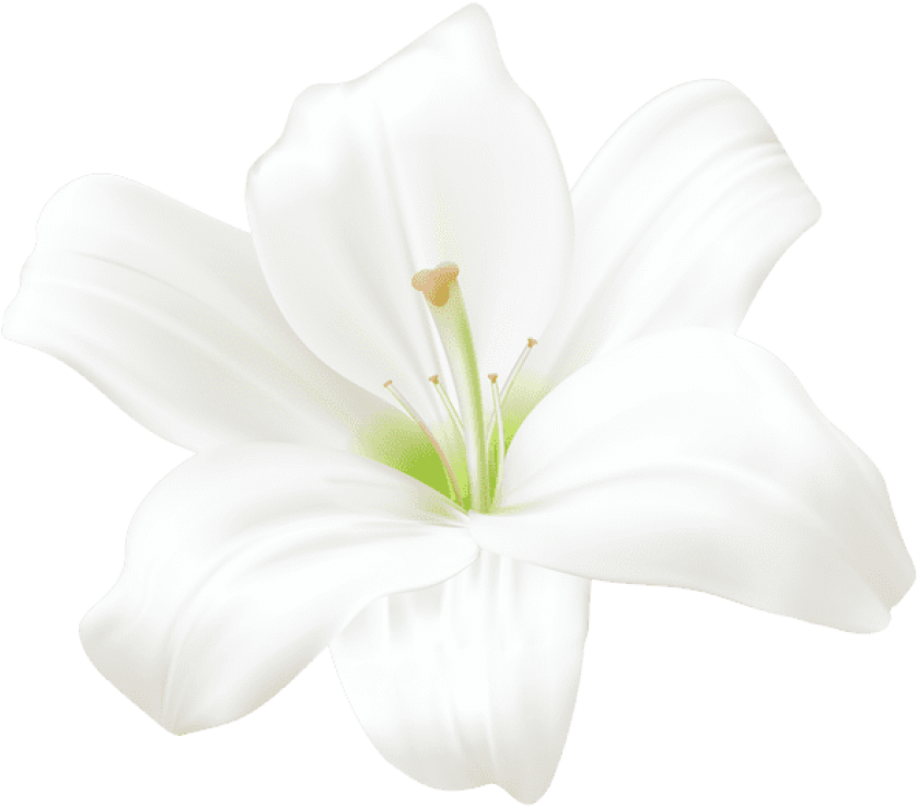 White Lily Flower Graphic PNG Image