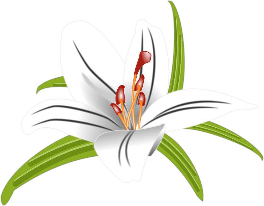 White Lily Flower Illustration PNG Image