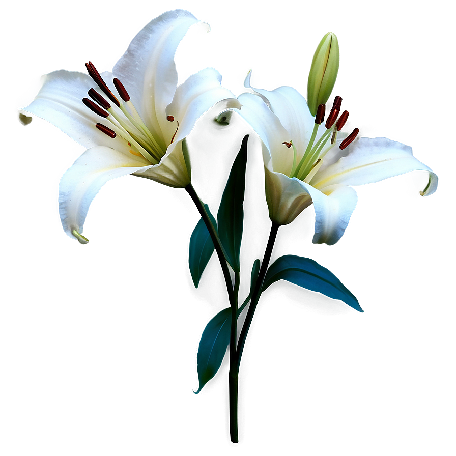 White Lily Flower Png 06272024 PNG Image